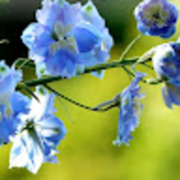 Meet your Posher, Dee - Picture 1 of 1